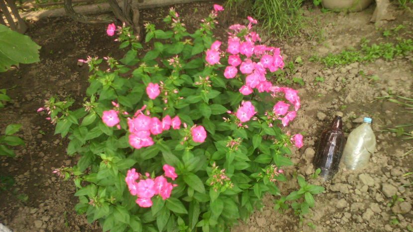  - Phlox