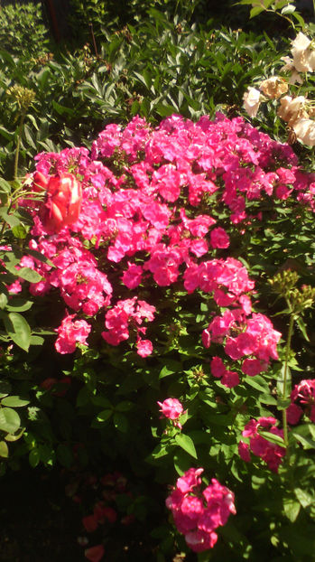  - Phlox