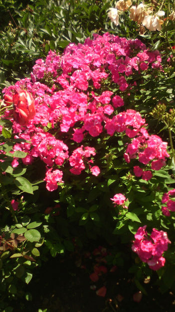  - Phlox