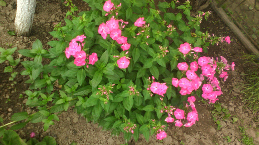  - Phlox