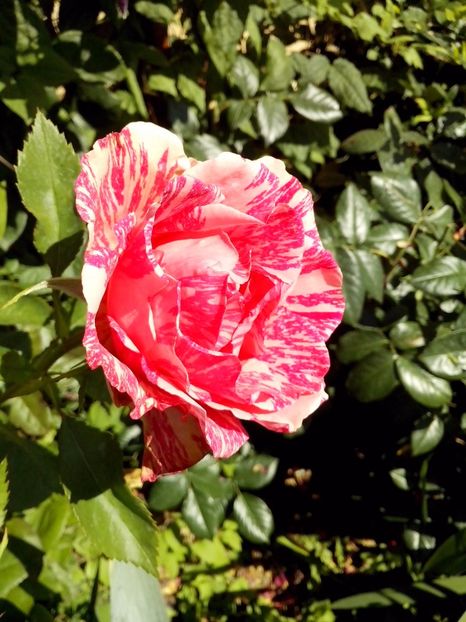  - 0 TRANDAFIRI DIMOV 2017