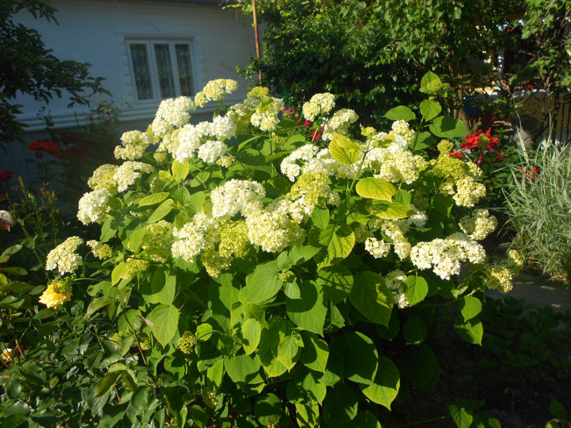  - Alte flori