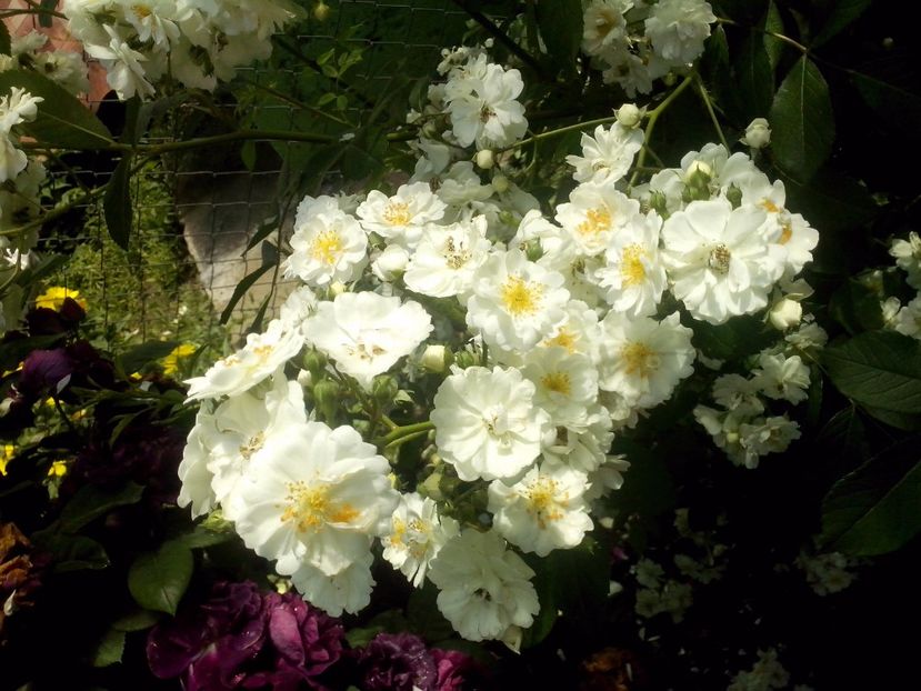 francine austin - 0 TRANDAFIRI 2017