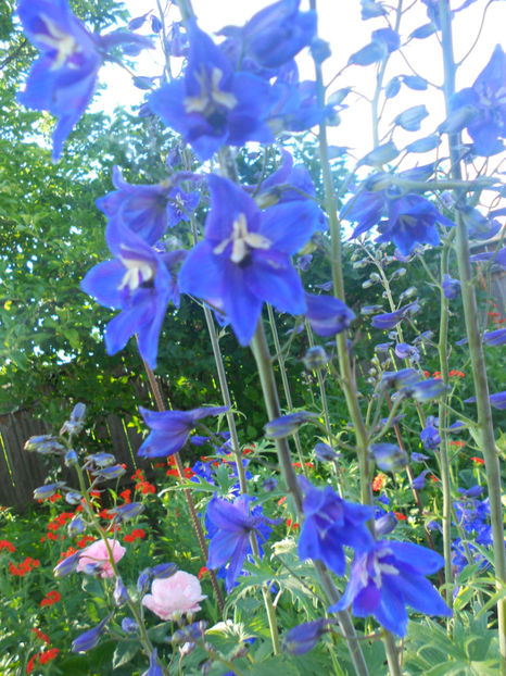  - Alte flori