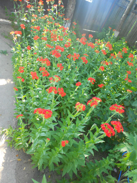  - Alte flori