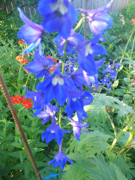  - Alte flori