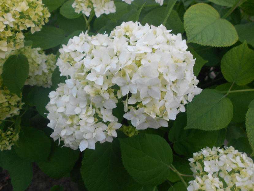  - Alte flori
