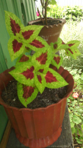  - Alte flori