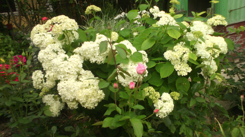  - Alte flori