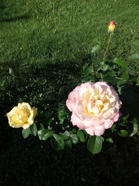  - TRANDAFIRI 2017_2018