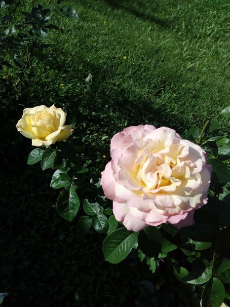  - TRANDAFIRI 2017_2018