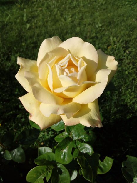  - TRANDAFIRI 2017_2018