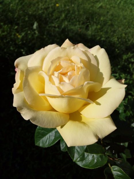  - TRANDAFIRI 2017_2018