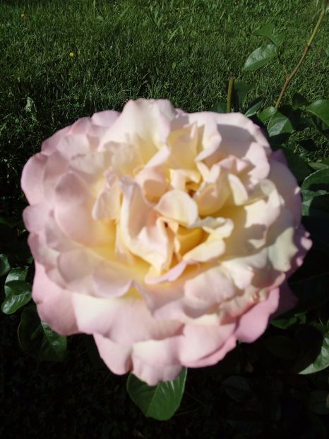  - TRANDAFIRI 2017_2018