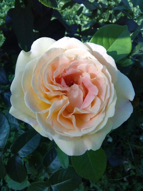  - TRANDAFIRI 2017_2018