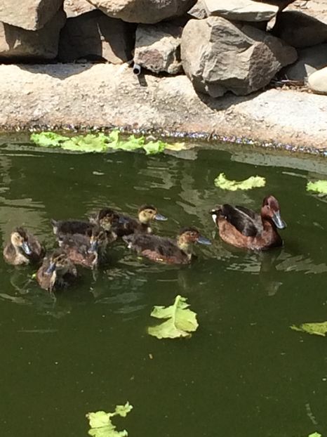 Rata rosie (tiganeasca) - Tineret 2017