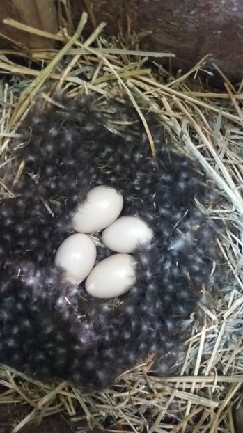  - Rata Baikal - Anas formosa