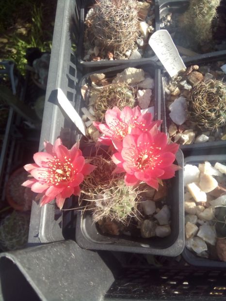  - FLORI DE CACTUSI