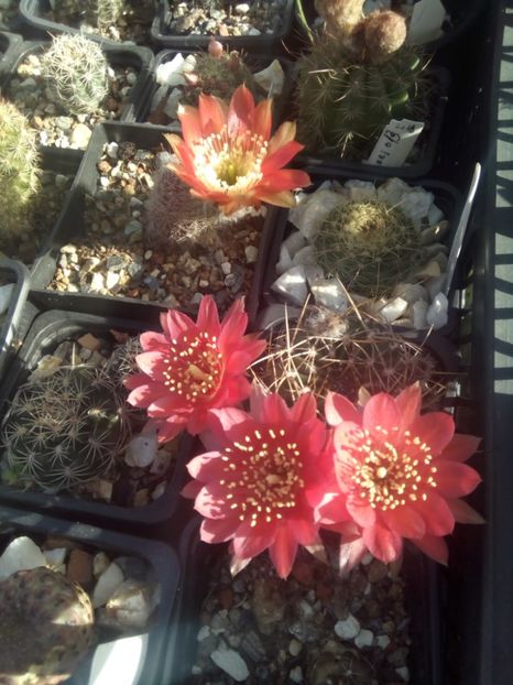  - FLORI DE CACTUSI