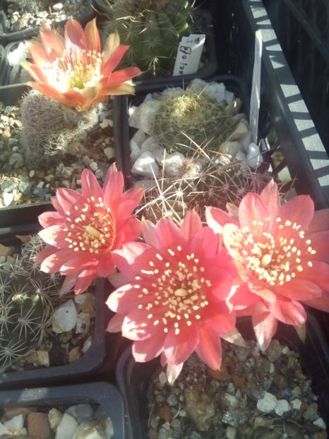 - FLORI DE CACTUSI