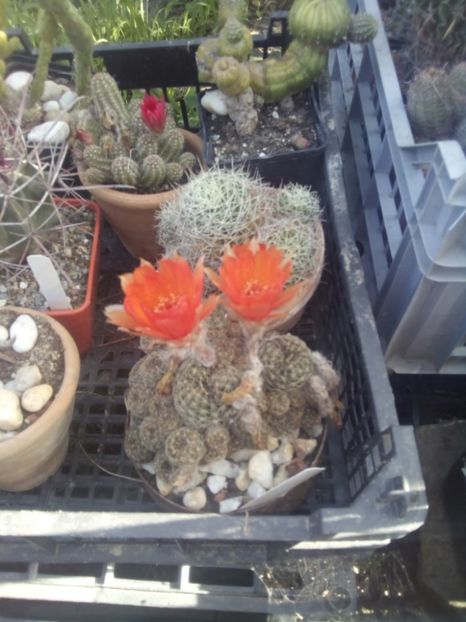  - FLORI DE CACTUSI