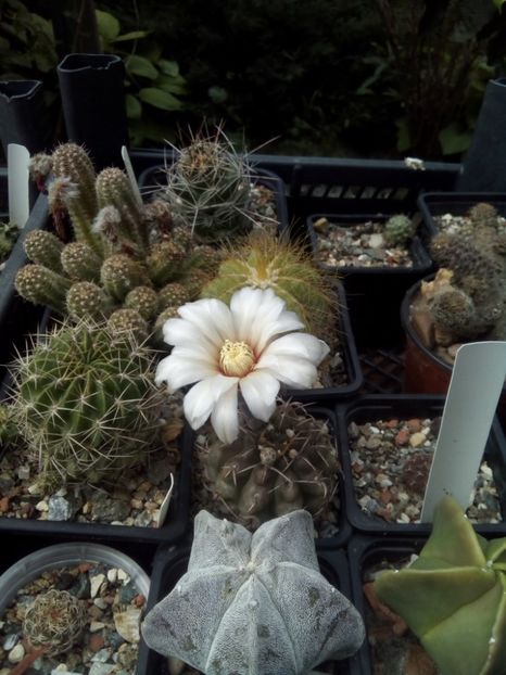  - FLORI DE CACTUSI