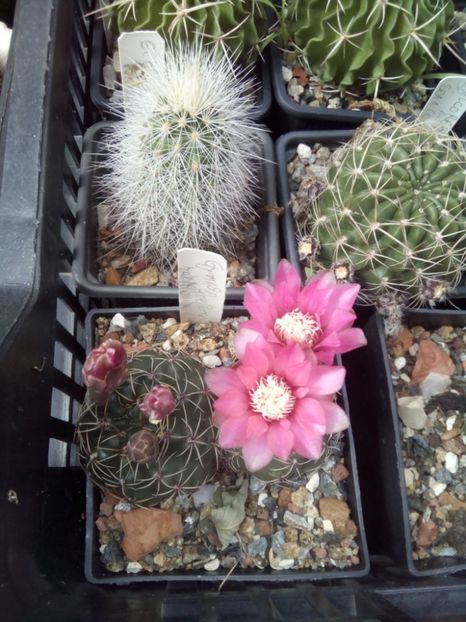  - FLORI DE CACTUSI