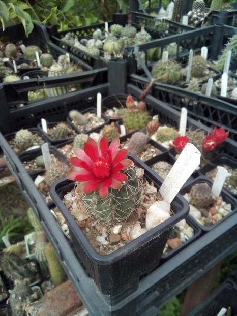  - FLORI DE CACTUSI