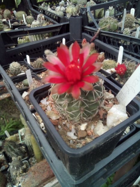  - FLORI DE CACTUSI