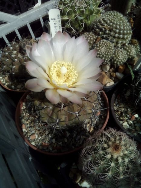  - FLORI DE CACTUSI