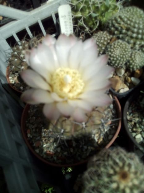  - FLORI DE CACTUSI