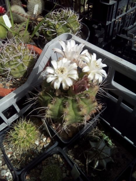  - FLORI DE CACTUSI