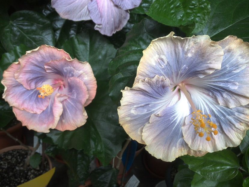 WIN_20170701_121605 - Silver Memories