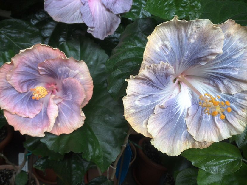 WIN_20170701_121612 - Silver Memories