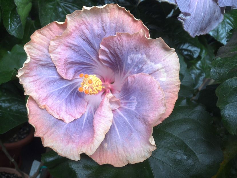 WIN_20170701_121627 - Silver Memories