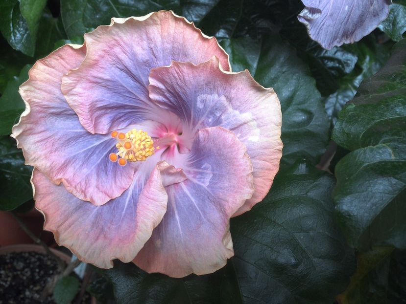 WIN_20170701_121633 - Silver Memories