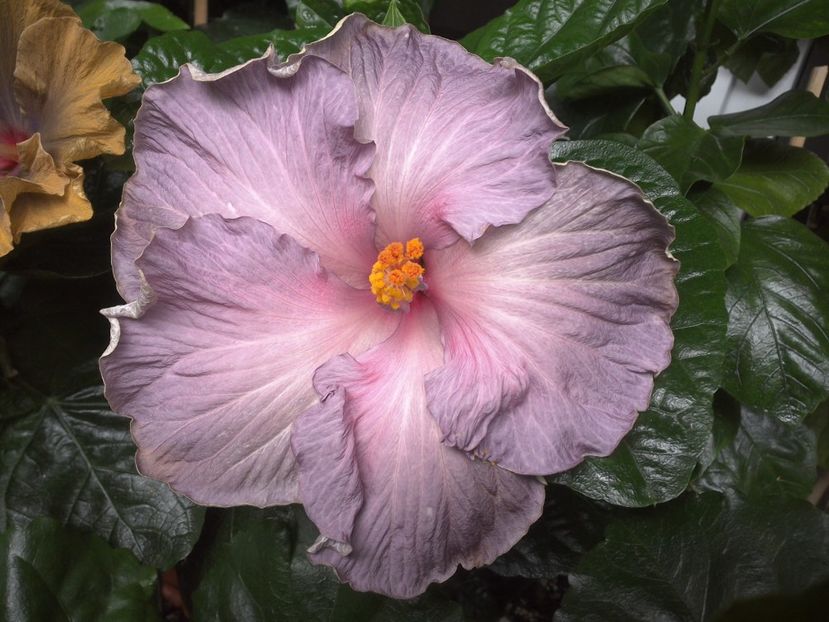 Moorea Blue Stone - 0Hibiscus in colectie infloriti