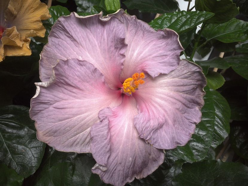 WIN_20170701_121533 - 0Hibiscus in colectie infloriti