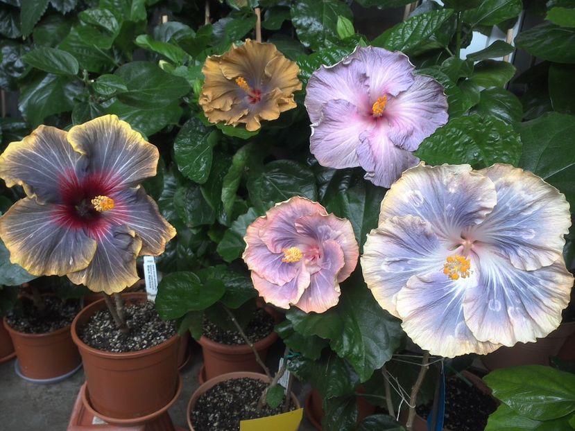 WIN_20170701_121426 - 03Hibiscus