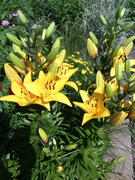  - 01-Flori din curtea mea 2017