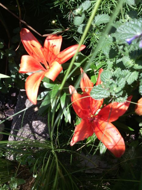  - 01-Flori din curtea mea 2017