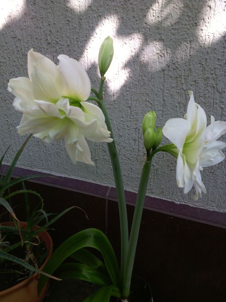  - 01-Flori din curtea mea 2017