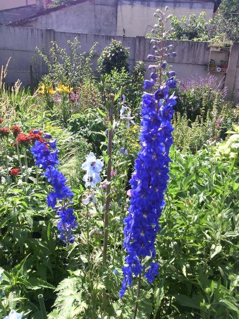  - 01-Flori din curtea mea 2017