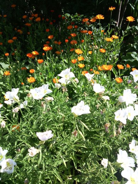  - 01-Flori din curtea mea 2017