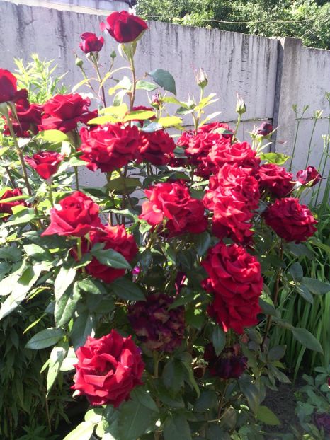  - 01-Flori din curtea mea 2017