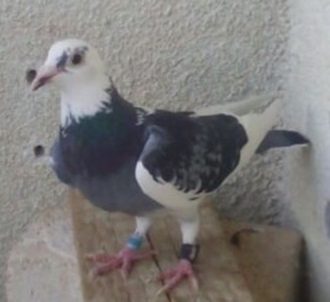 Femela 2016-724...-Targoviste - Porumbei vanduti