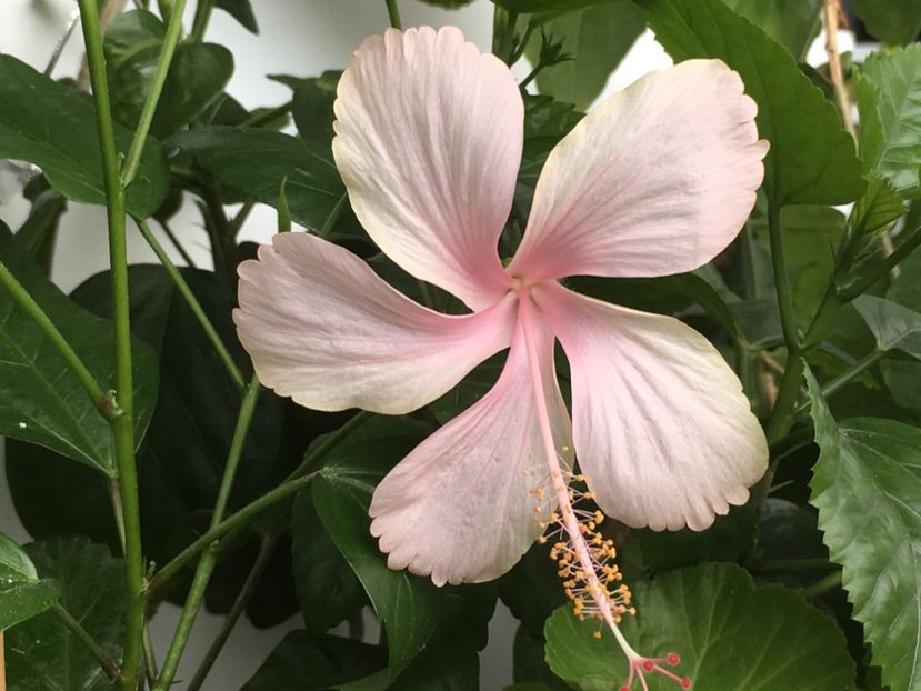 01.07.2017 - Dainty Pink