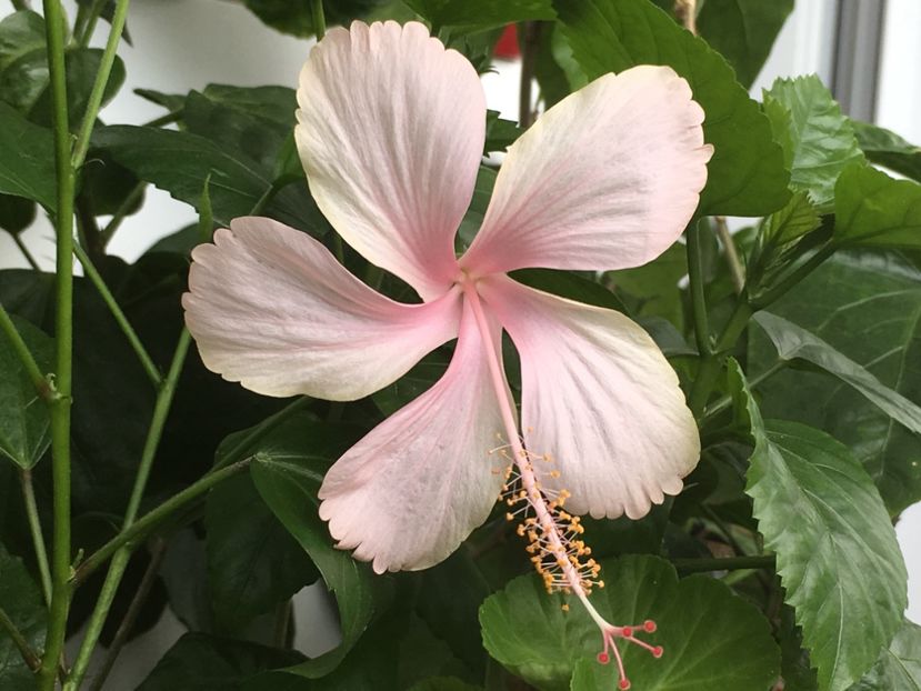 01.07.2017 - Dainty Pink