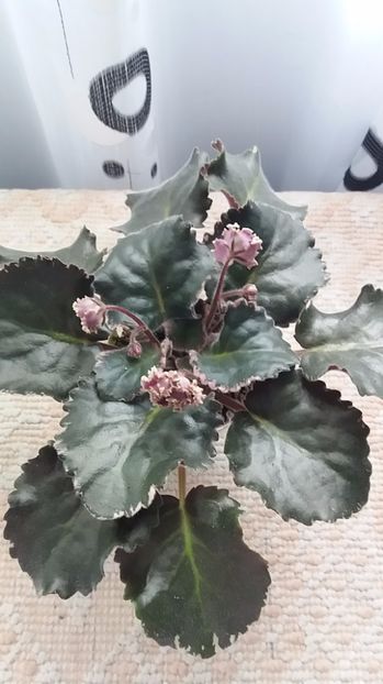 1 iulie - ZZ LE Pariszkije Tainy