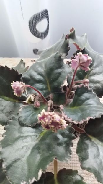 1 iulie - ZZ LE Pariszkije Tainy